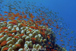 this is the red sea ... by Andre Philip 